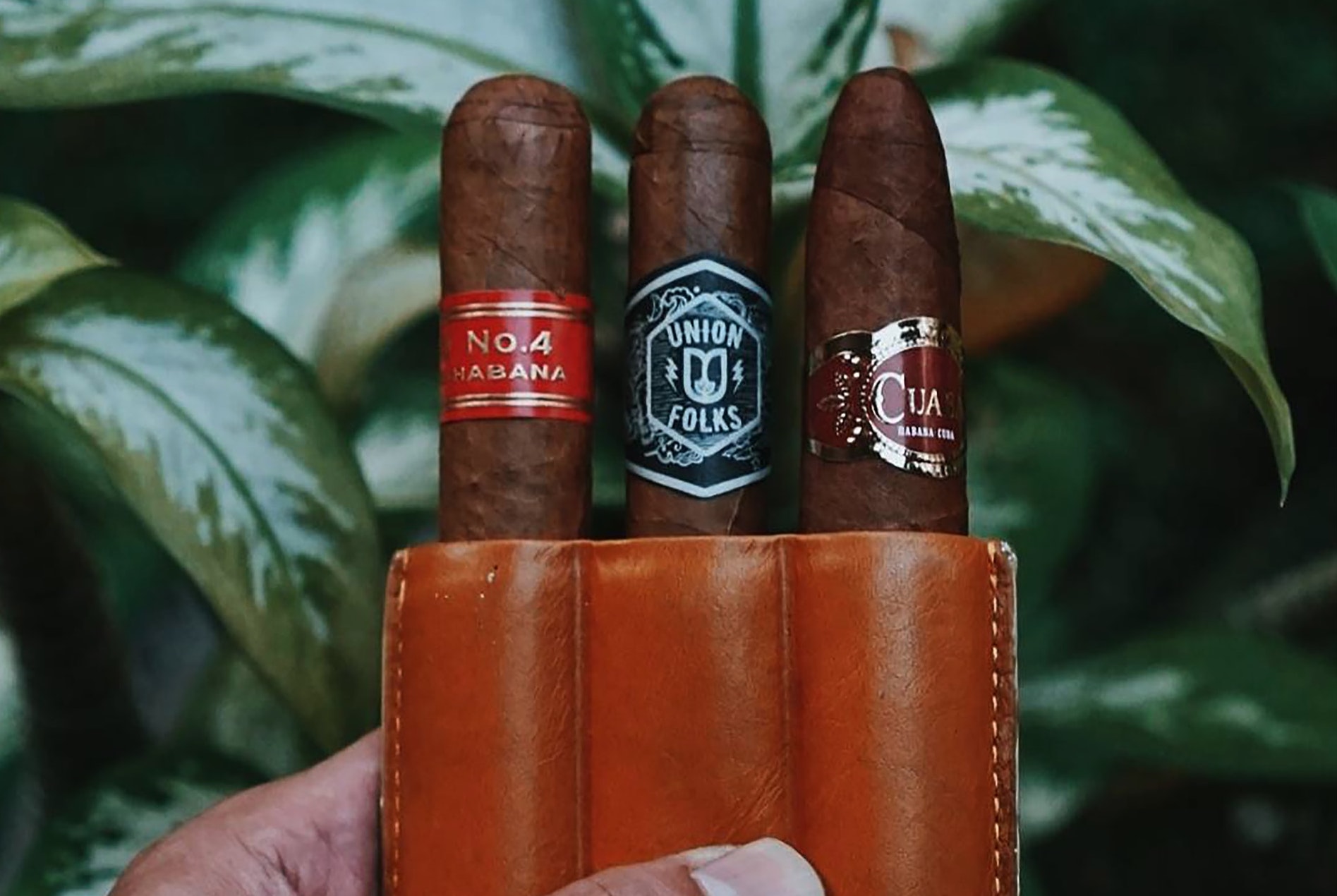three cigars in a case